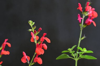 Siyah arkaplanda kırmızı çiçekler 