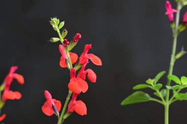 Siyah arkaplanda kırmızı çiçekler 