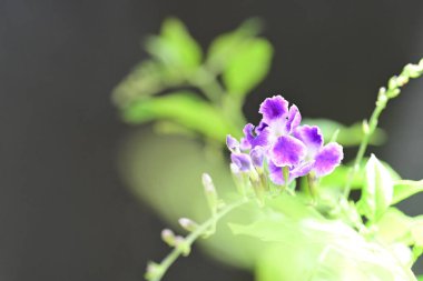 Yaz bahçesinde açan güzel çiçekler, yakın plan.                     