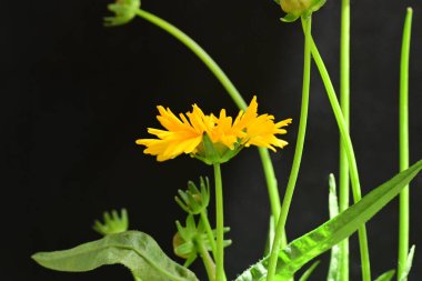 Siyah arkaplanda sarı çiçek var. 