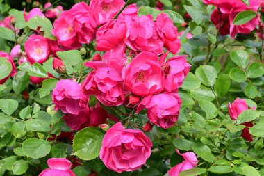 Bahçede açan güzel pembe çiçeklerin yakın çekim görüntüsü                           