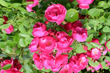 Bahçede açan güzel pembe çiçeklerin yakın çekim görüntüsü                           