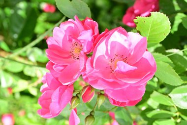 Bahçede açan güzel pembe çiçeklerin yakın çekim görüntüsü                           