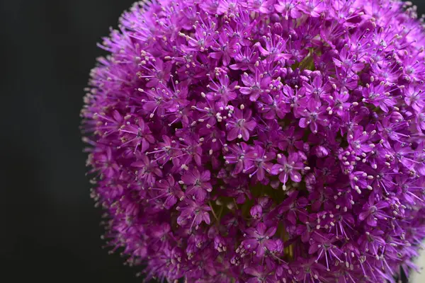 Siyah arkaplanda Allium giganteum mor çiçek