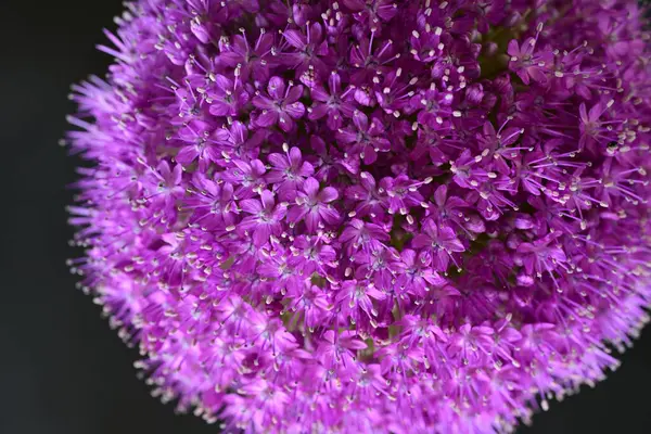 Siyah arkaplanda Allium giganteum mor çiçek
