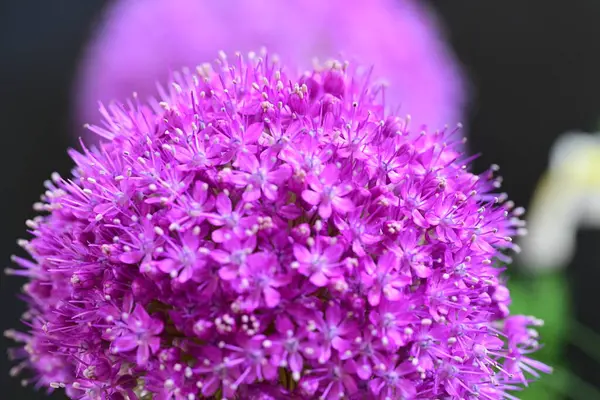 Siyah arkaplanda Allium giganteum mor çiçek