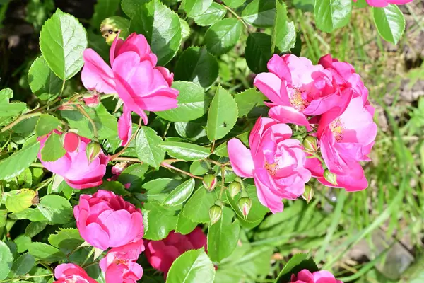 Bahçede açan güzel pembe çiçeklerin yakın çekim görüntüsü                           