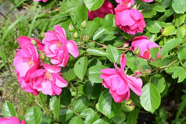 Bahçede açan güzel pembe çiçeklerin yakın çekim görüntüsü                           