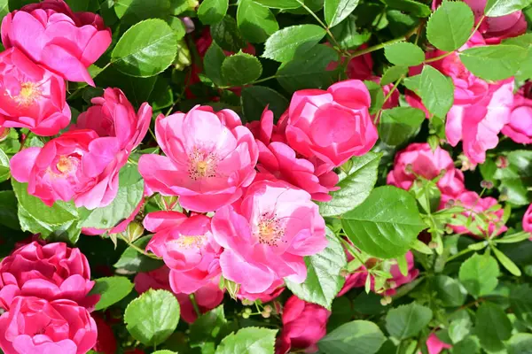 Bahçede açan güzel pembe çiçeklerin yakın çekim görüntüsü                           