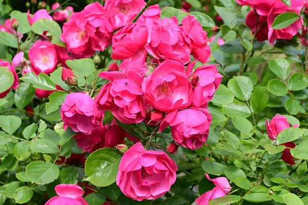 Bahçede açan güzel pembe çiçeklerin yakın çekim görüntüsü                           