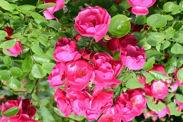 Bahçede açan güzel pembe çiçeklerin yakın çekim görüntüsü                           