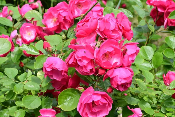 Bahçede açan güzel pembe çiçeklerin yakın çekim görüntüsü                           