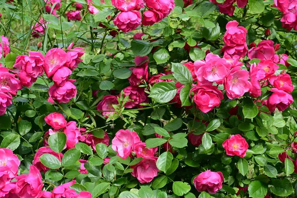 Bahçede açan güzel pembe çiçeklerin yakın çekim görüntüsü                           