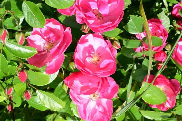 Bahçede açan güzel pembe çiçeklerin yakın çekim görüntüsü                           