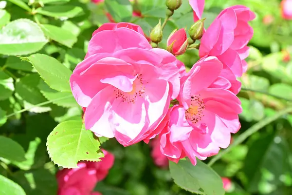 Bahçede açan güzel pembe çiçeklerin yakın çekim görüntüsü                           