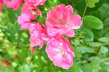 Bahçede açan güzel pembe çiçeklerin yakın çekim görüntüsü                           
