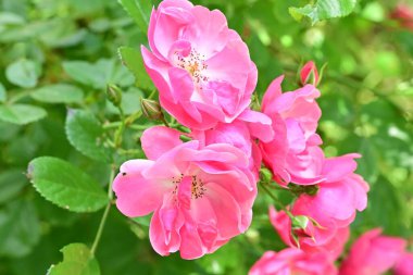 Bahçede açan güzel pembe çiçeklerin yakın çekim görüntüsü                           