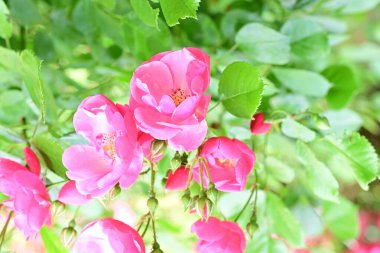 Bahçede açan güzel pembe çiçeklerin yakın çekim görüntüsü                           