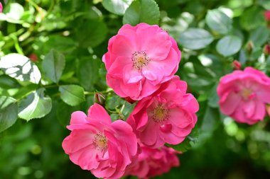 Bahçede açan güzel pembe çiçeklerin yakın çekim görüntüsü                           