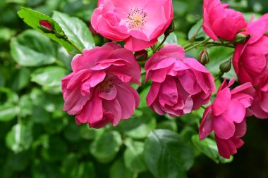 Bahçede açan güzel pembe çiçeklerin yakın çekim görüntüsü                           