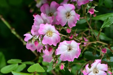 Bahçede açan güzel pembe çiçeklerin yakın çekim görüntüsü                           