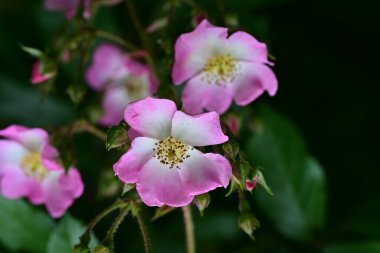 Bahçede açan güzel pembe çiçeklerin yakın çekim görüntüsü                           