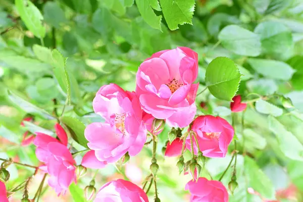 Bahçede açan güzel pembe çiçeklerin yakın çekim görüntüsü                           