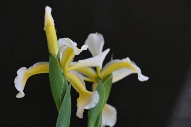 Güzel çiçek açan iris çiçeklerinin yakın plan görüntüsü 