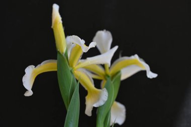 Güzel çiçek açan iris çiçeklerinin yakın plan görüntüsü 