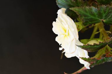 Koyu arkaplanda beyaz begonya çiçekleri 