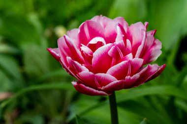 Bahçedeki güzel pembe lale çiçeği