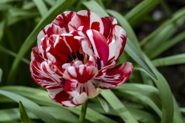 Kırmızı beyaz lale çiçeği yakın çekim.