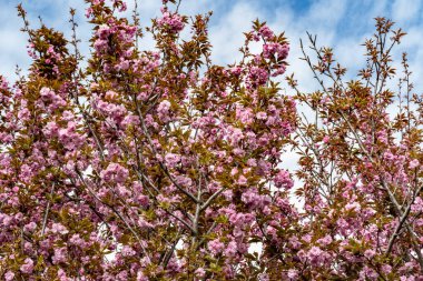 Bahar mevsiminde ağaç dallarında güzel çiçekler         