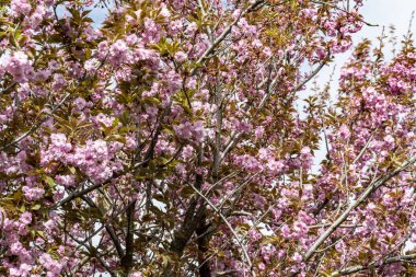 Bahar mevsiminde ağaç dallarında güzel çiçekler         