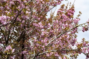 Bahar mevsiminde ağaç dallarında güzel çiçekler         