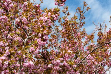 Bahar mevsiminde ağaç dallarında güzel çiçekler         