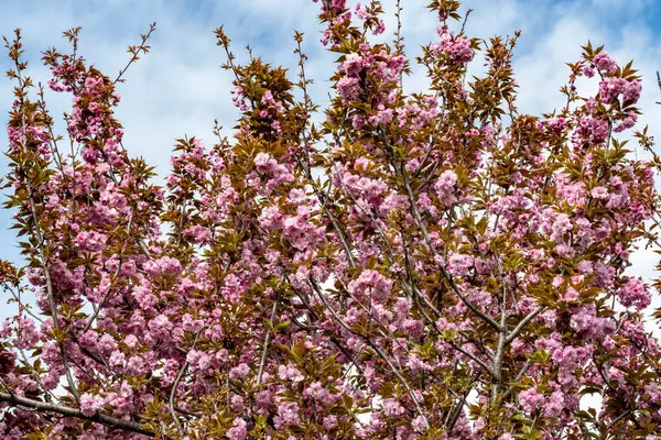 Bahar mevsiminde ağaç dallarında güzel çiçekler         