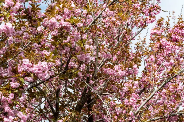 Bahar mevsiminde ağaç dallarında güzel çiçekler         