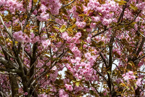 Bahar mevsiminde ağaç dallarında güzel çiçekler         