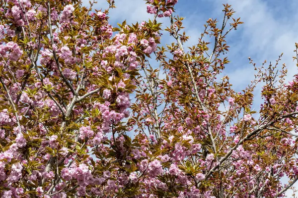 Bahar mevsiminde ağaç dallarında güzel çiçekler         