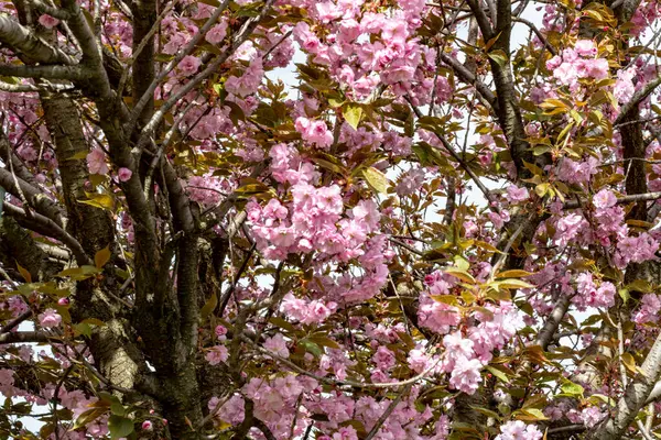 Bahar mevsiminde ağaç dallarında güzel çiçekler         