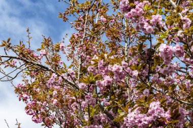 Bahar mevsiminde ağaç dallarında güzel çiçekler         