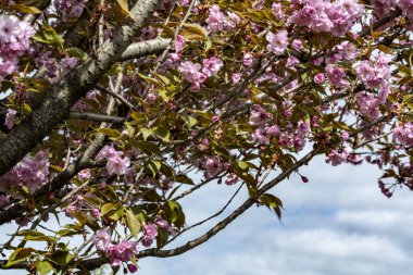 Bahar mevsiminde ağaç dallarında güzel çiçekler         
