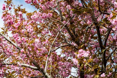 Bahar mevsiminde ağaç dallarında güzel çiçekler         