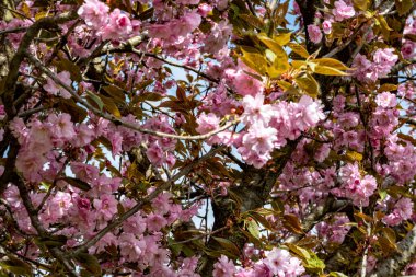 Bahar mevsiminde ağaç dallarında güzel çiçekler         
