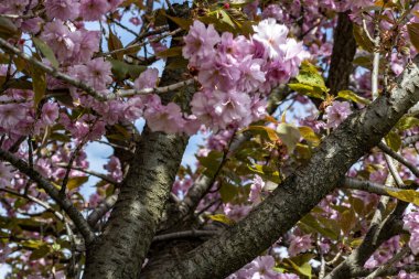 Bahar mevsiminde ağaç dallarında güzel çiçekler         