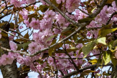 Bahar mevsiminde ağaç dallarında güzel çiçekler         
