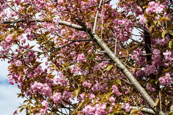 İlkbaharda açan bir ağacın güzel çiçekleri 