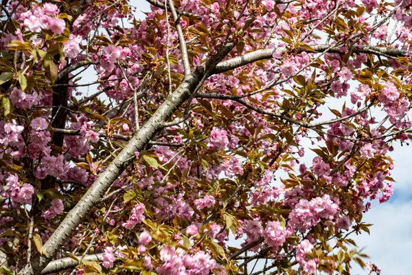 İlkbaharda açan bir ağacın güzel çiçekleri 