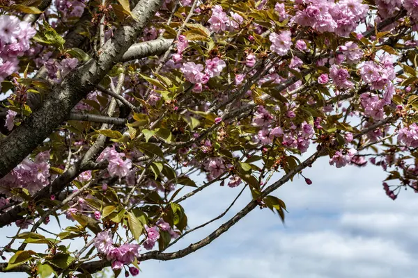 Bahar mevsiminde ağaç dallarında güzel çiçekler         
